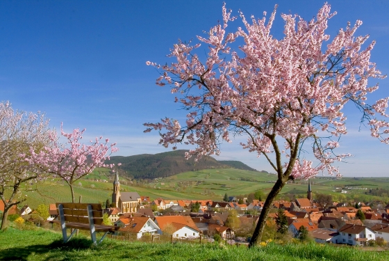 Bild Mandelblüte in der Pfalz