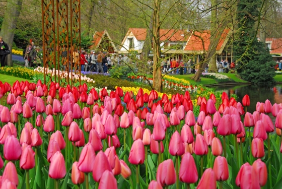 Bild Holland - Tulpen aus Amsterdam